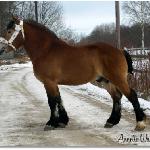 Albin