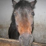 Piorun<br />&copy; Alina Woźniak<br /><i>2012/2013</i>
