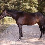 Garanta II (Garanta Granna II) - Garanta II