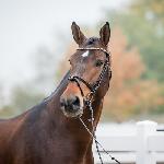 Naccord Melloni ex. Encore Nabab<br />&copy; Oliwia Chmielewska - chmielewskafoto.pl