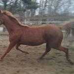 Brandy