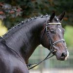 Ehrenpreis NRW<br />&copy; landgestuet.nrw.de