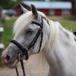Puszcza PonySport