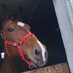 Atena