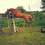 Jonit