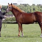 Wildzang's Sundancer