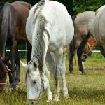 Fortisima - Fortisima<br />&copy; Cracovia Arabians