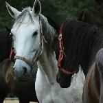 Fortisima - 8.2021<br />&copy; Cracovia Arabians