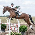 November Rain - Baborówko Horse Sale Show 2018<br />&copy; M&R Photo