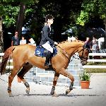 Luissome Despoire - 2014 r<br />&copy; bazakoni.pl