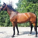 Verona L<br /><i>https://www.kjagrohandel.pl/pl/horses/horses-sold/272-verona-l-2.html</i>