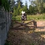 Timotey - Timotey skoki<br />&copy; Julia Sowińska
