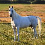 Bazus - Bazus 2<br />&copy; Judyta Krawiec