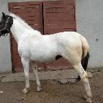 Dymka