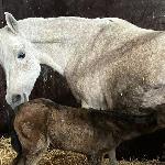 Gwandolyn - Gwandolyn, 2026 z klaczką BR Gwandolina po Ferrum (Morion x Ferrmaria / El Omari)