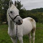 Echo Achilles - Achilles (2020)<br />&copy; Cracovia Arabians