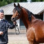 Pistolero - Pistolero 2017<br />&copy; Anna Pyzara-Nakoniechnaia