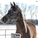 Alpina - styczeń 2017<br />&copy; Anna Pyzara-Nakoniechna