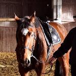 Inwencja<br /><i>Racot, 28 stycznia 2016</i>