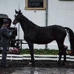 Bessa<br />&copy; fb SK Racot<br /><i>Przegląd Hodowlany 25.10.2018</i>