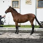 Roberta<br /><i>Przegląd Hodowlany 10.2019</i>