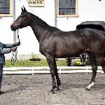 Rosana<br /><i>SK Racot, Wiosenny Przegląd Hodowlany 27 kwietnia 2017</i>