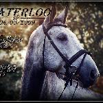 Waterloo