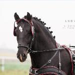 Luby