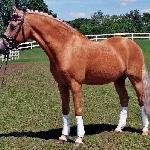 Golden Dancer B