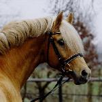 Golden Dancer B