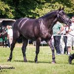 Adender - Adender<br />&copy; P. Szymańska<br /><i>Poręba 2014</i>