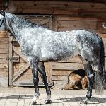 Lascar
