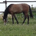 Kadir<br /><i>2014</i>