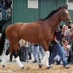 Barbaro
