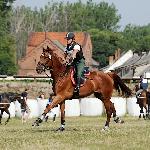 Golden Gucci - Festiwal Jeździecki Baborówko 2014<br />&copy; Baza Koni