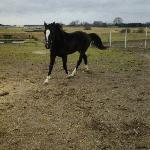 Neron