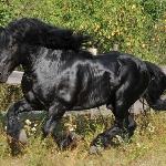 Ural<br /><i>olx.pl</i>