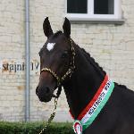 Edam