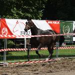 Edam