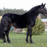 Legato