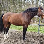 Loran