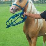 Arabian-Atin-Ro<br />&copy; A. Lipowczyk, miejska-gorka.pl