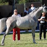 Cetulion - Cetulion 2015<br />&copy; Anna Pyzara-Nakoniechnaia