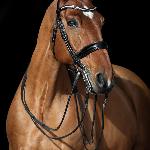 Saturn<br />&copy; Fairy Horses