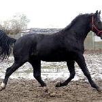 Eskadron