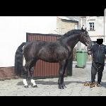 Eskadron