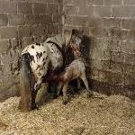 Pokusa<br /><i>Pokusa & 2021 filly</i>