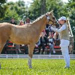 Miss Sunshine - Championka koni rocznych, ras szlachetnych. Siedlec 2015
