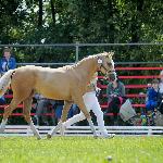 Miss Sunshine - Wystawa "święto konia" Siedlec 2015, Championka koni rocznych, ras szlachetnych