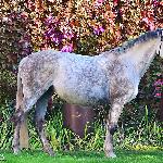 Dunka<br />&copy; Adrianna Sękowska<br /><i>Wielkie Wierzno dn. 03.10.2015</i>